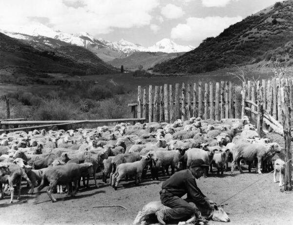 Sheep Ranch, Brush Creek - Ferenc Berko