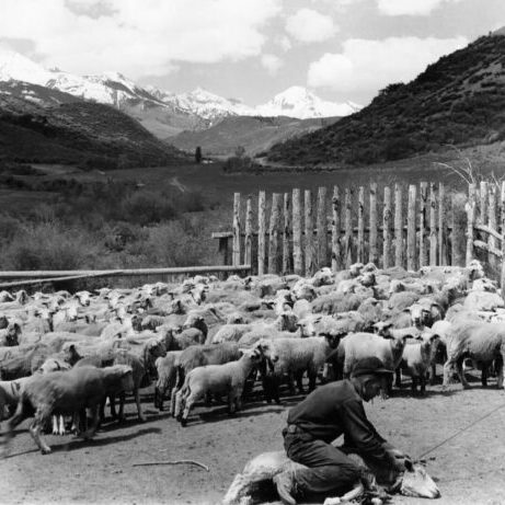 Sheep Ranch, Brush Creek - Ferenc Berko